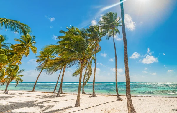 Guadeloupe Caravelle Plajda Palmiye Ağaçları Fransız Batı Hint Adaları Küçük — Stok fotoğraf