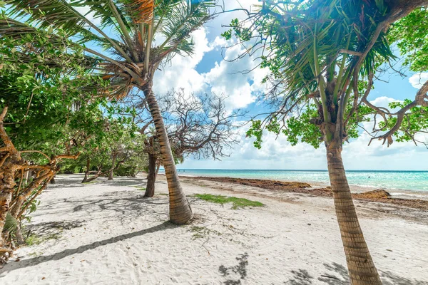 Pointe de la Saline sahilindeki palmiye ağaçları. Guadeloupe, Karayip Denizi