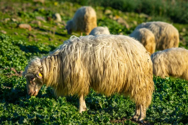 Gros Plan Mouton Dans Champ Verdoyant Coucher Soleil Sardaigne Italie — Photo