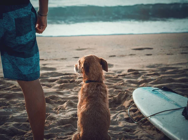 Cão Por Surfista Costa Pôr Sol Sardenha Itália — Fotografia de Stock