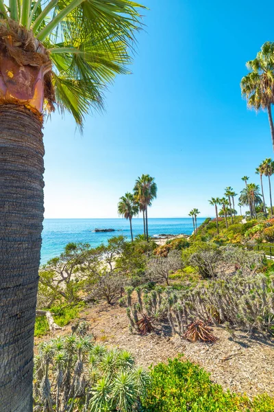 Laguna Sahili 'nde deniz kenarında lüks bir bitki örtüsü. Kaliforniya, ABD