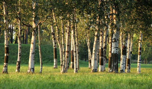 Sommaren grön björkskog — Stockfoto