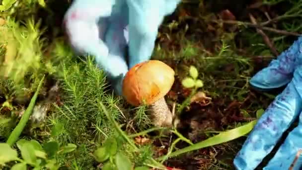 Orange cap boletus — Stock Video