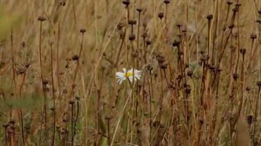 Sarı zemin üzerinde beyaz çiçek