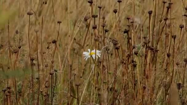 Vit blomma på ett gult fält — Stockvideo