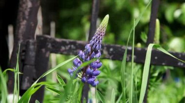 mavi çiçekler lupine