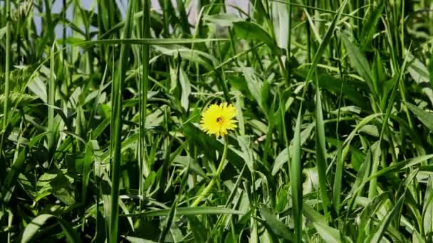 Diente de león y la abeja — Vídeos de Stock