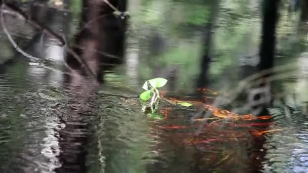 Oberfläche des Wassers — Stockvideo