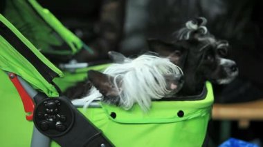 Çince Tepeli Köpek
