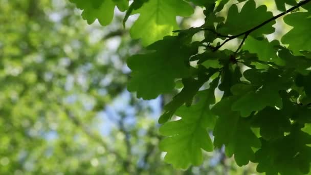 Oak leaves — Stock Video