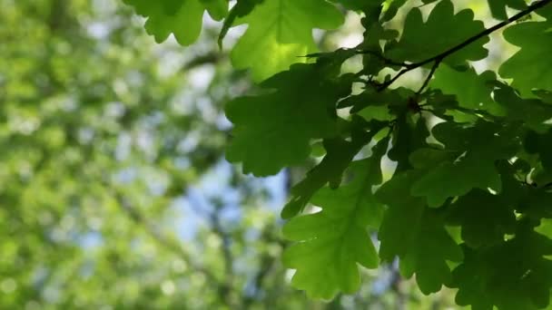 Feuilles de chêne 