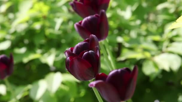 Бургундский тюльпан — стоковое видео