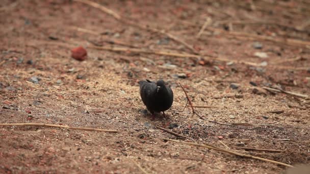 鳥鳩 — ストック動画