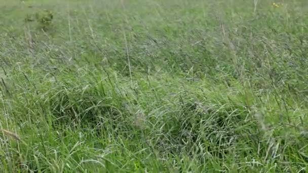 Herbe verte 