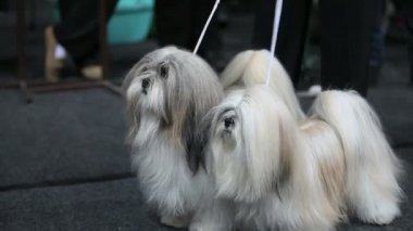 kucak köpeği
