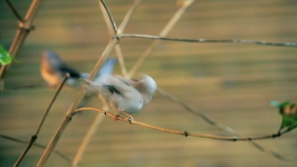 Канарки птах — стокове відео