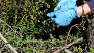 doğada Berry kızılcık