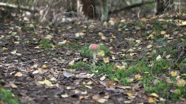 Fungus agaric — Stock Video