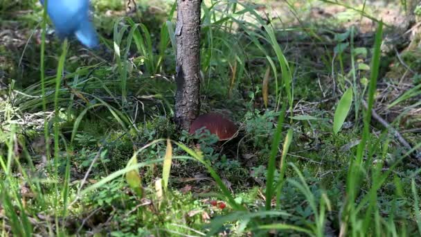 Large mushroom — Stock Video