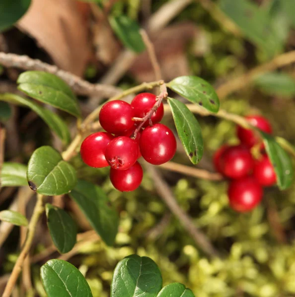 Twig cranberries — Stock Photo, Image