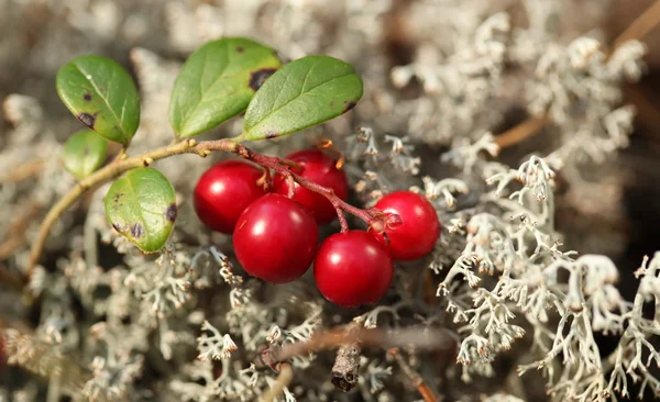 Sprig of cranberries and gray moss — Stock Photo, Image