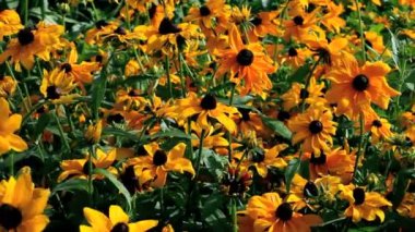 çiçek rudbeckia