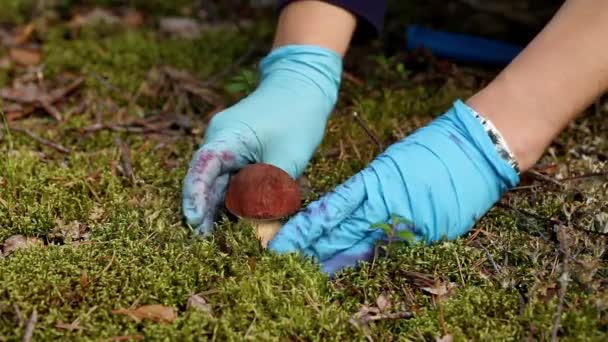 Cepe Edible Mushroom — Stock Video