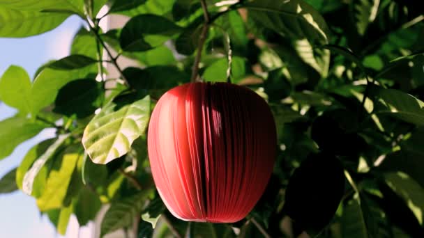 Manzana roja — Vídeo de stock