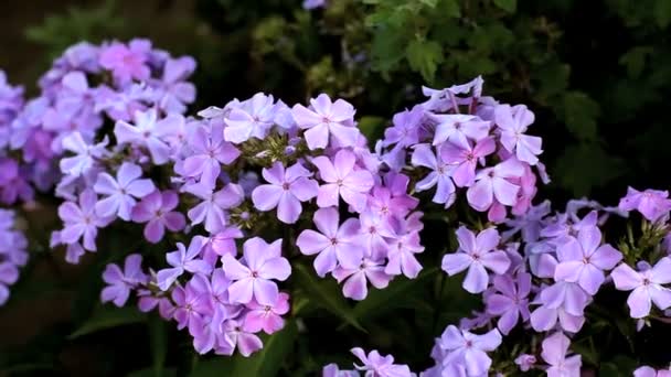 fleurs phlox 