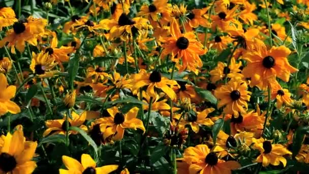 Flowers rudbeckia — Stock Video
