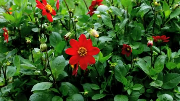 Dahlia