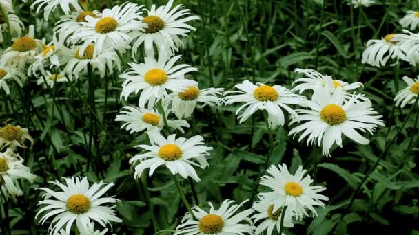 Fleurs