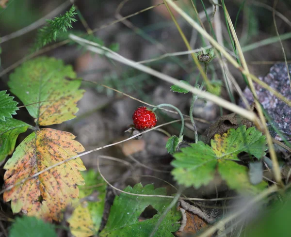 Fresa silvestre en la naturaleza — Foto de Stock