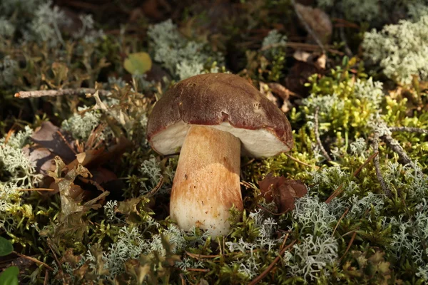 Mushroom in natural enviroment — Stock Photo, Image