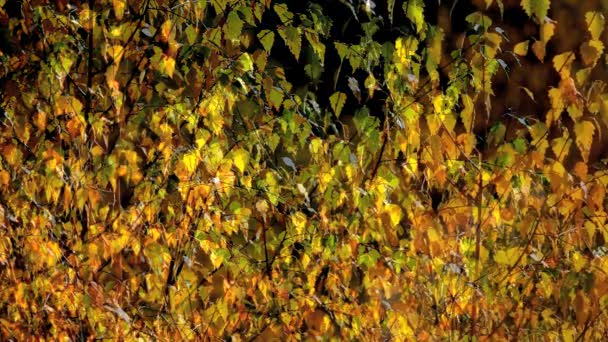 Scènes d'automne 