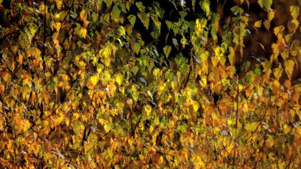 Scene d'autunno — Video Stock