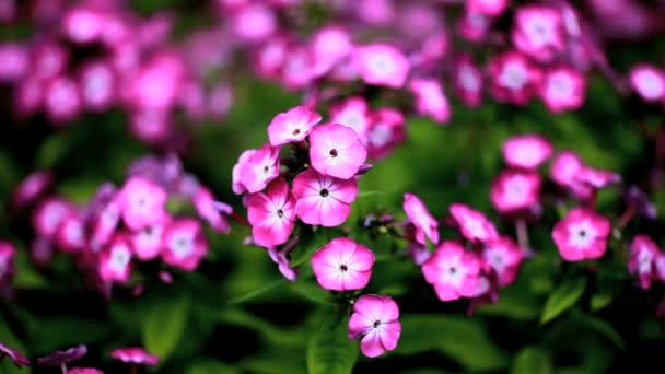 Flores de Phlox — Vídeos de Stock