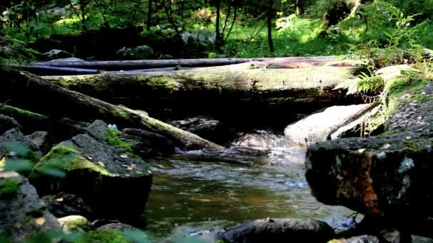 Puente de madera — Vídeo de stock