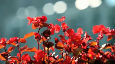 Begonya çiçekleri.