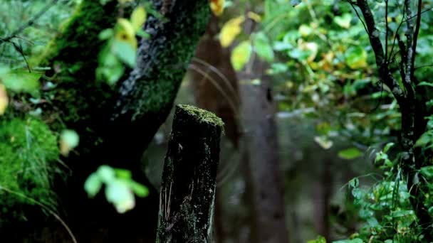 Дерево біля струмка — стокове відео