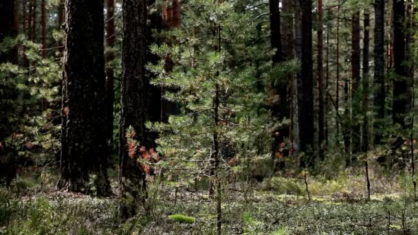 Pine forest — Stockvideo