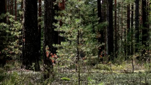 Pinheiro florestal — Vídeo de Stock