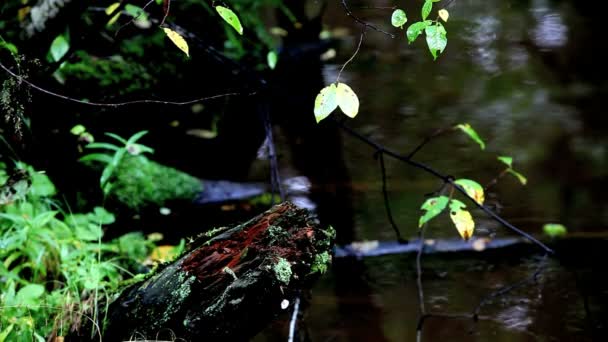 湿地 — 图库视频影像