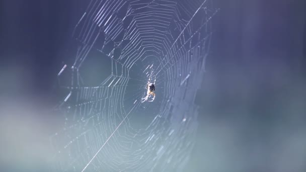 Spinnweben — Stockvideo
