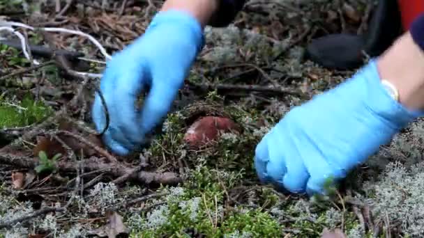 Paddestoelen en moss — Stockvideo