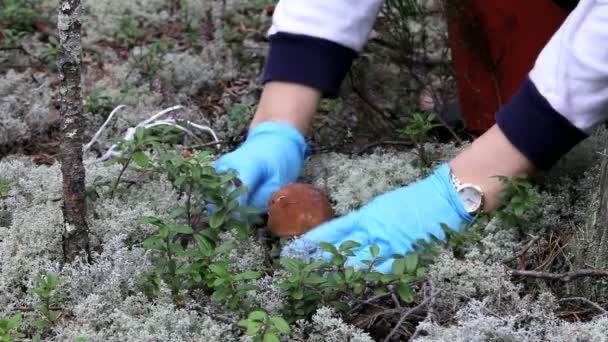 Champignons en witte mos — Stockvideo