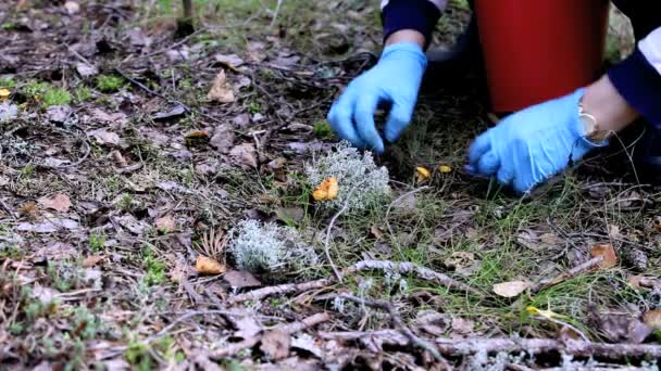 Sarı Cantharellus cibarius mantar — Stok video