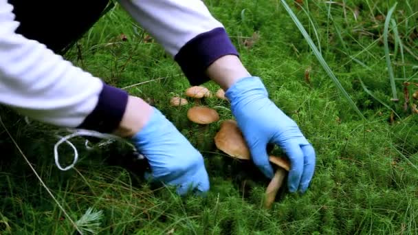 Edible mushrooms — Stock Video