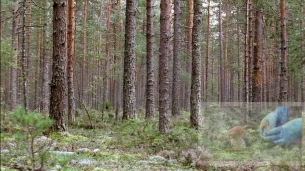 Wij vinden paddestoelen — Stockvideo