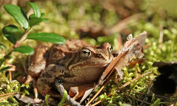 Toad sitting — Stock Photo, Image